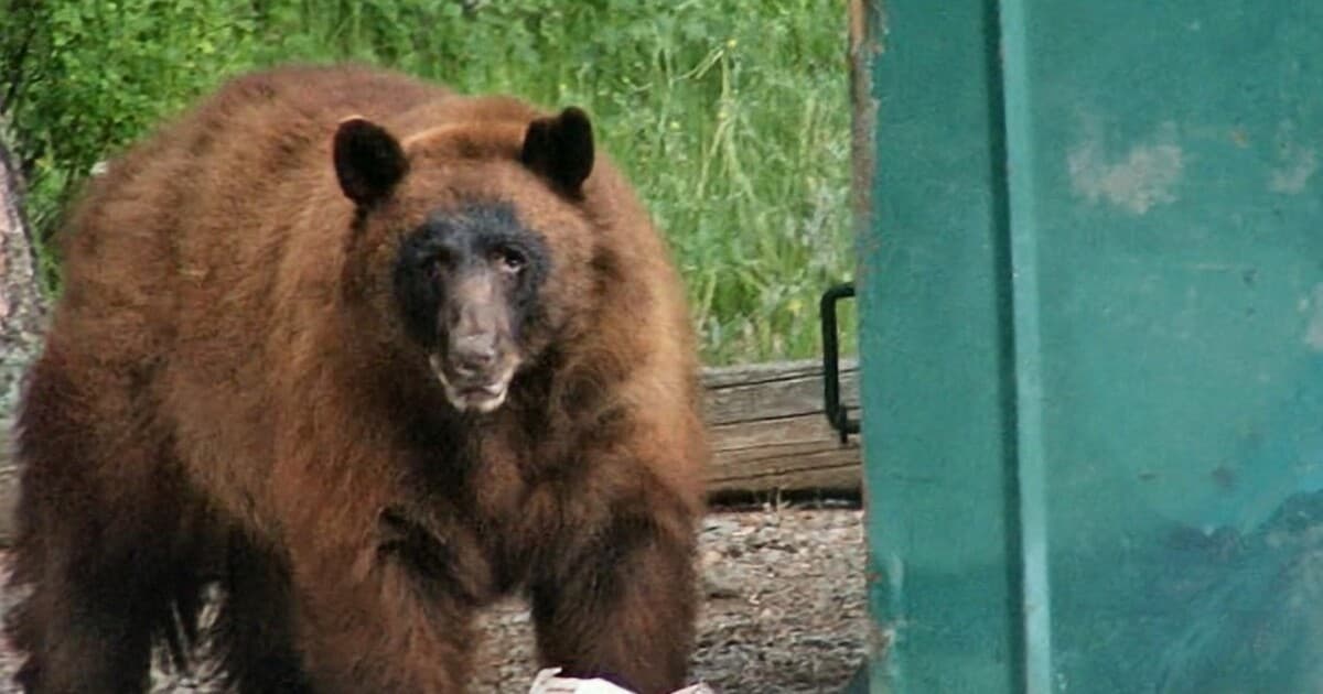 Bear Attacks Man Outside Laundry Room at Eagle-Vail Apartment Complex